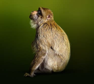 Магот (Macaca sylvanus) — Животные / Мир животных.ру