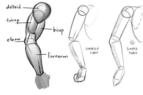 Mastering ARMS in Figure Drawing - From Anatomy to Foreshortening ...