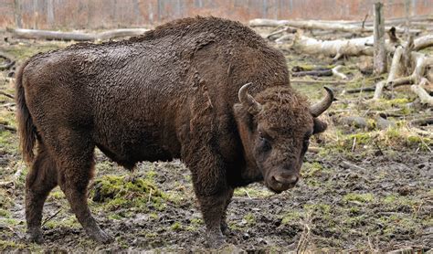 European bison facts, distribution & population | BioDB