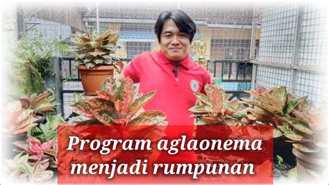 Aglonema Diprogram Menjadi Rumpunan Perbanyakan Aglonema Angkat