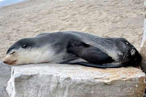 Lobos marinos subantárticos sorprenden en las costas de Mar del Plata