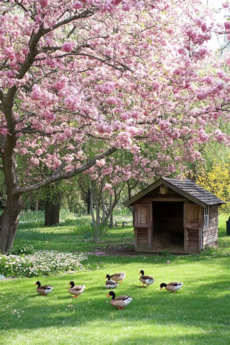 65+ Duck Coop Plans | Homestead Authority