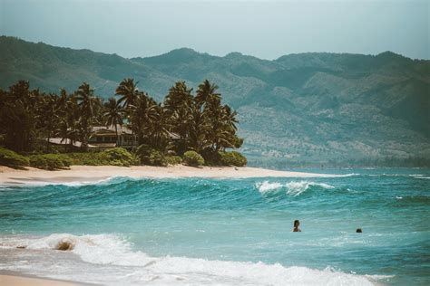 Palm Trees on Beach · Free Stock Photo