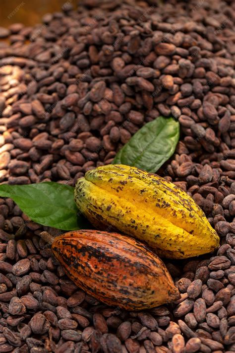 Premium Photo | Selection of completed cocoa seeds must be dried before ...