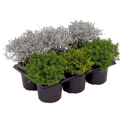 Gardenline Herbstmix Er Tray Von Aldi S D Ansehen