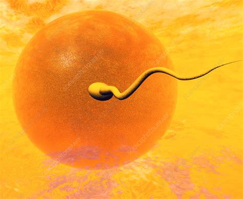 Artwork Of Sperm And Egg Just Before Fertilisation Stock Image P