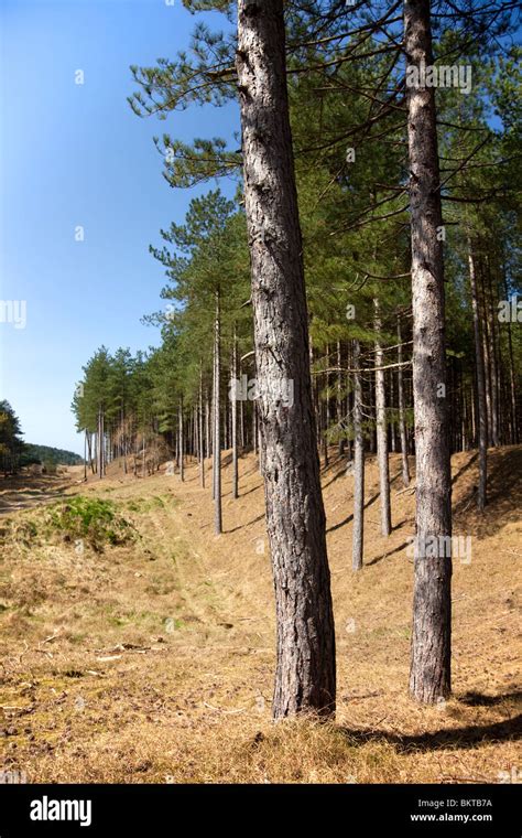 Ainsdale Sand Dunes National Nature Reserve Stock Photo - Alamy