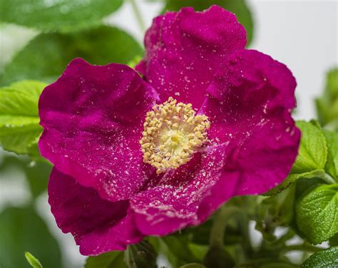 Apfelrose Sylter Rose Rosa rugosa günstig kaufen