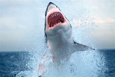 VIDEO EXCLUSIVE Shark Week S Dr Austin Gallagher Advises What To Do