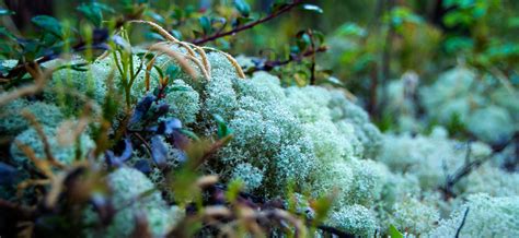 Breeding Birds in the Boreal forest - Bird Canada