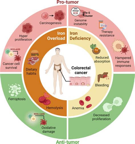 Iron Metabolism In Colorectal Cancer A Balancing Act Cellular Oncology