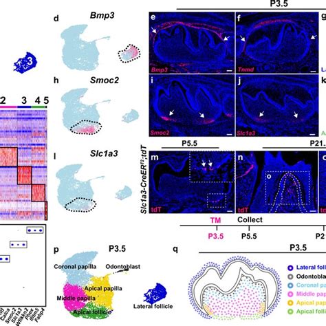 Apical Papilla Cells Are Bipotent Progenitor Cells That Give Rise To