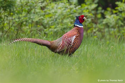 Fasan Phasianus Colchicus Steckbrief Infos Beschreibung Fotos