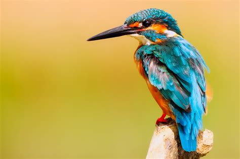 kostenlose foto ast vogel flugel tierwelt portrat schnabel