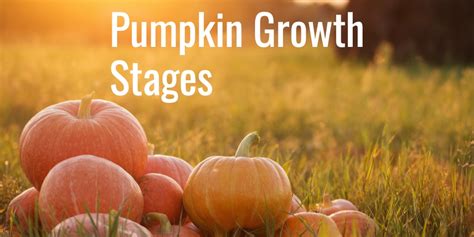 A Guide To Pumpkin Growth Stages Gfl Outdoors