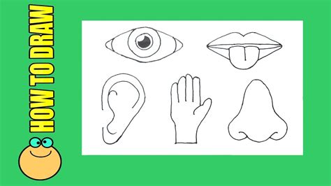 How To Draw 5 Sense Organs Human Senses Youtube