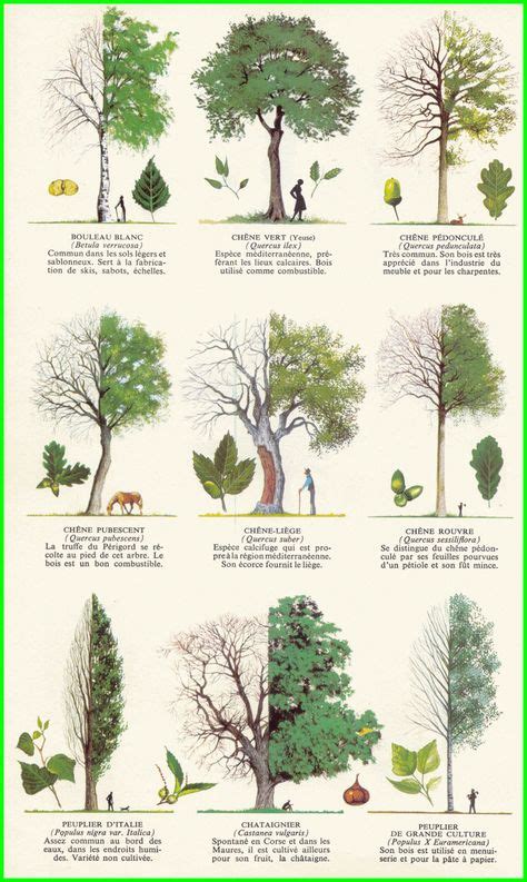 20 idées de Reconnaitre les arbres reconnaitre les arbres