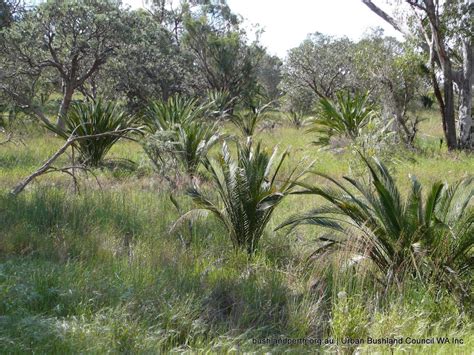 Perennial Veldt Grass Urban Bushland Council Wa