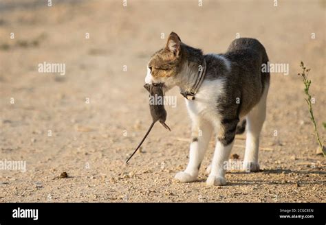 Gato comiendo rata blanca fotografías e imágenes de alta resolución Alamy