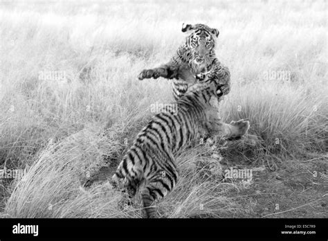 Habitat loss bengal Black and White Stock Photos & Images - Alamy