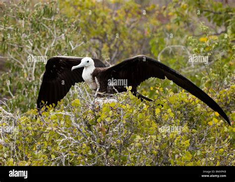 A Juvenile Magnificent Frigatebird On A Bush On North Seymour Island In