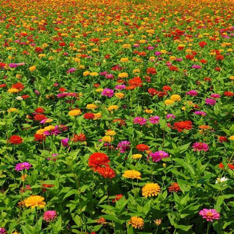 Zinnia- Cut Flower Blend seeds | The Seed Collection