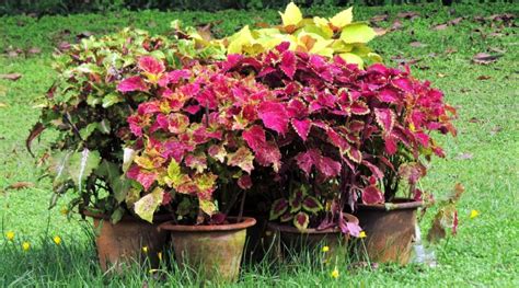 Winterize Coleus How To Overwinter Coleus Plants