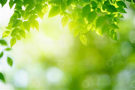 Greenery Background Stock Photos, Images and Backgrounds for Free Download