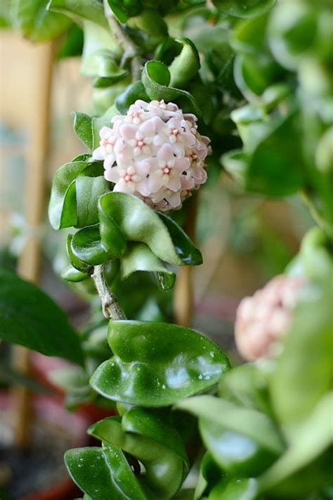 Хойя компакта (Hoya compacta) | Экзотические цветы, Растения, Комнатные ...