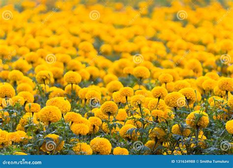 Campo De Flores Amarelas Do Cravo De Defunto Foto De Stock Imagem De