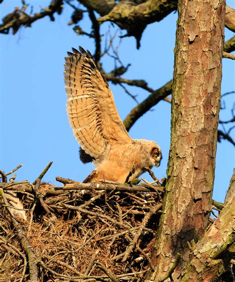 Skidaway Island Wildlife on Behance