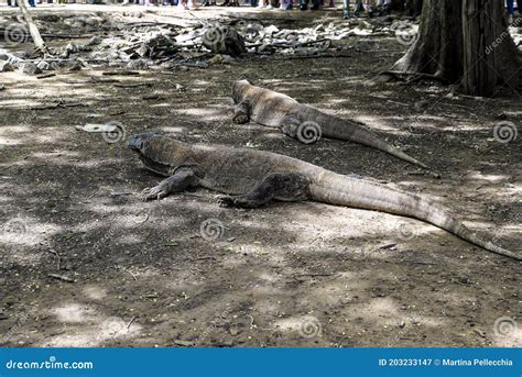 Komodo Dragon The Largest Lizard In The World Walks On The Ground It