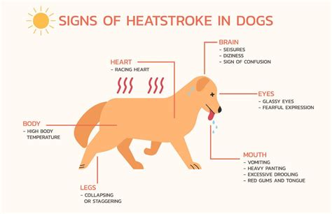 How To Prevent Heat Stroke In Dogs Dog Savvy