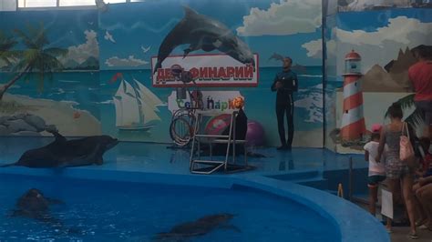 Морской котик с мячом - YouTube