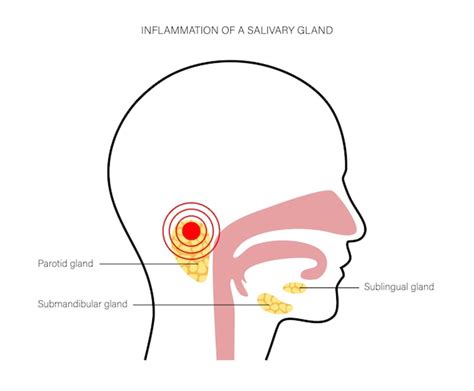 Premium Vector Salivary Gland Concept