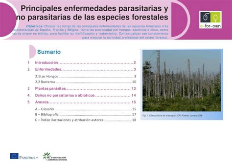 PDF Principales Enfermedades Parasitarias Y No Parasitarias De