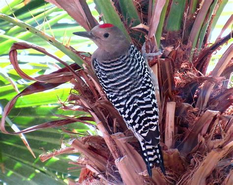 Gila Woodpecker Storing Nuts Photograph By Adrienne Wilson Pixels