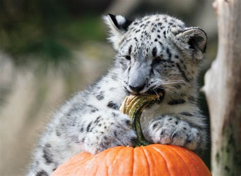 These Animals With Pumpkins Are Adorable, But The Threats They Face Are ...