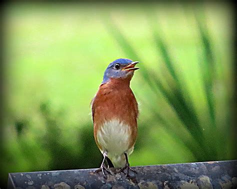 Eastern Bluebird Photograph By Tom Strutz Fine Art America