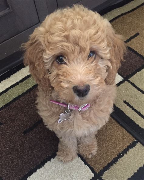 Medium Australian Labradoodle For Sale Near Me