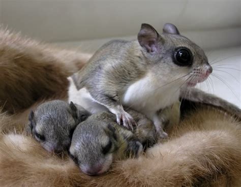 17 Best images about Flying squirrels on Pinterest | Trees, Stockings ...