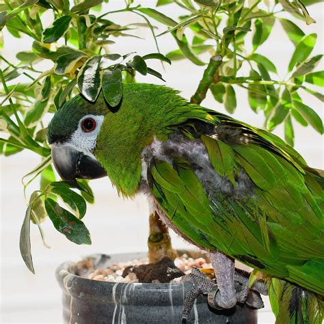 Best Hahns Macaw For Sale Sydney Parrots Farm