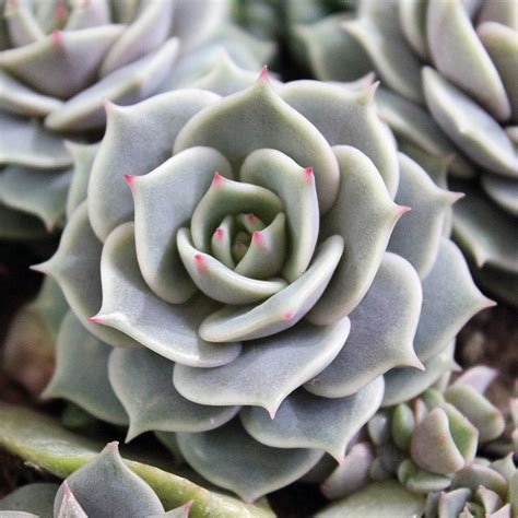 Эхеверия "Лола"