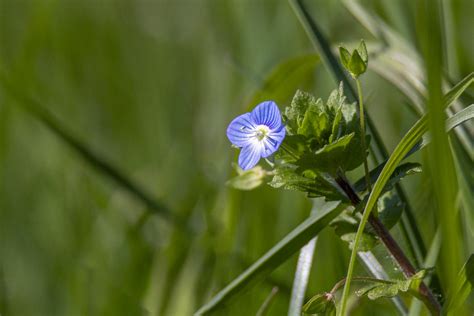 C Est Le Printemps Pierre Douay Flickr