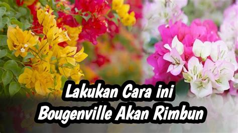 Lakukan Ini Bougenville Akan Cepat Rimbun YouTube