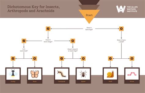 What Is A Dichotomous Key And How To Make One Venngage