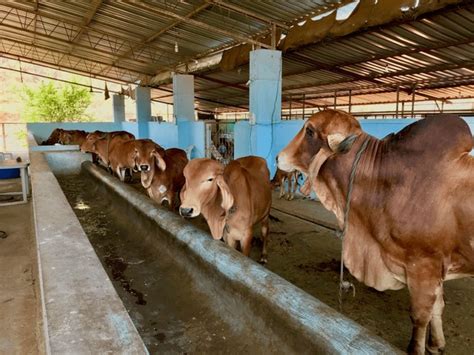 cattle farm india royalty    stock images