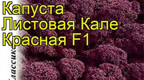 Капуста листовая (Кале Красная F1). Краткий обзор, описание ...