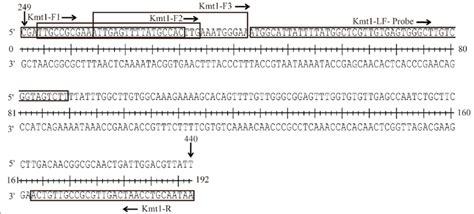 P Multocida Rpa Lfd Primer And Lf Probe Sequence Location Of The Download Scientific Diagram