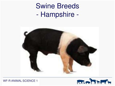 PPT - Swine PowerPoint Presentation, free download - ID:2810542